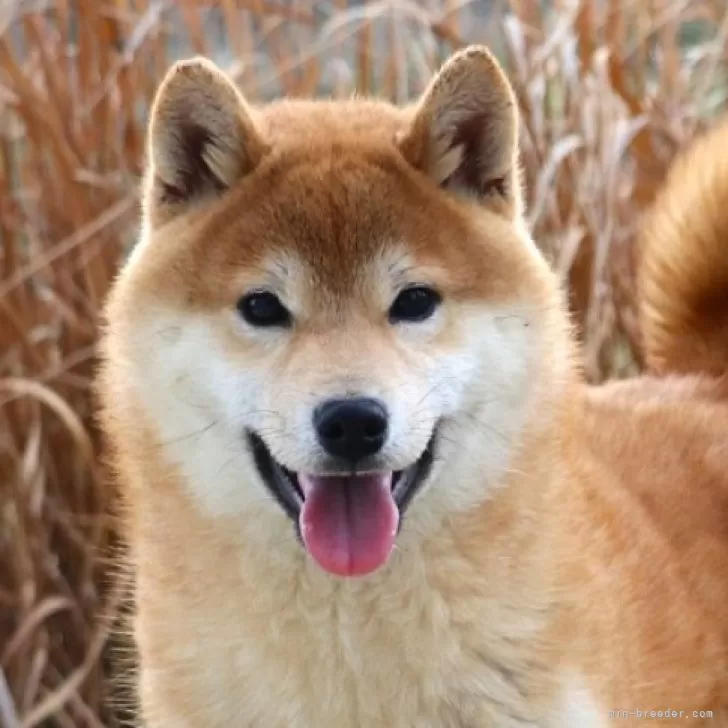 柴犬(標準サイズ)【和歌山県・男の子・2023年8月17日・赤】の写真1「タヌキ顔で可愛いです」